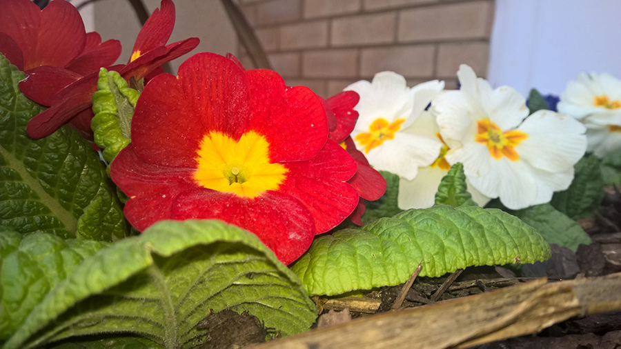 WP_20150318_13_23_24_Pro