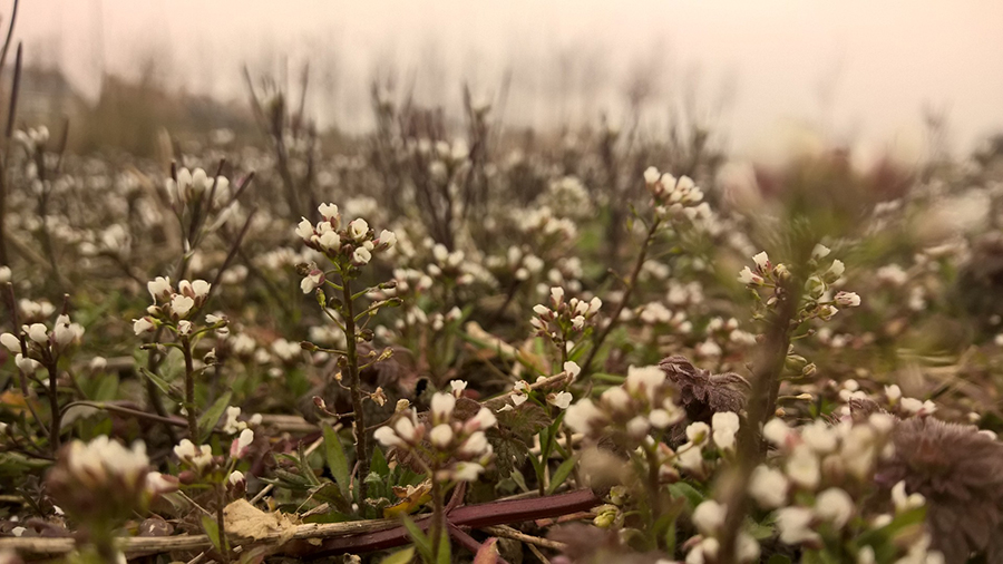 WP_20150318_13_49_23_Pro_adjusted-white-balance