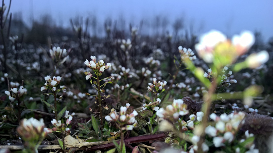 WP_20150318_13_49_35_Pro