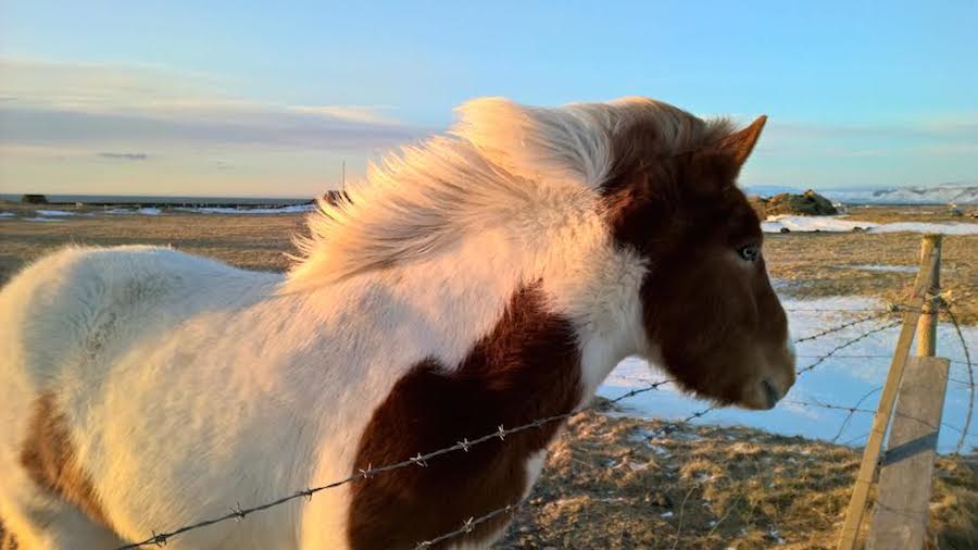 Arnar 4