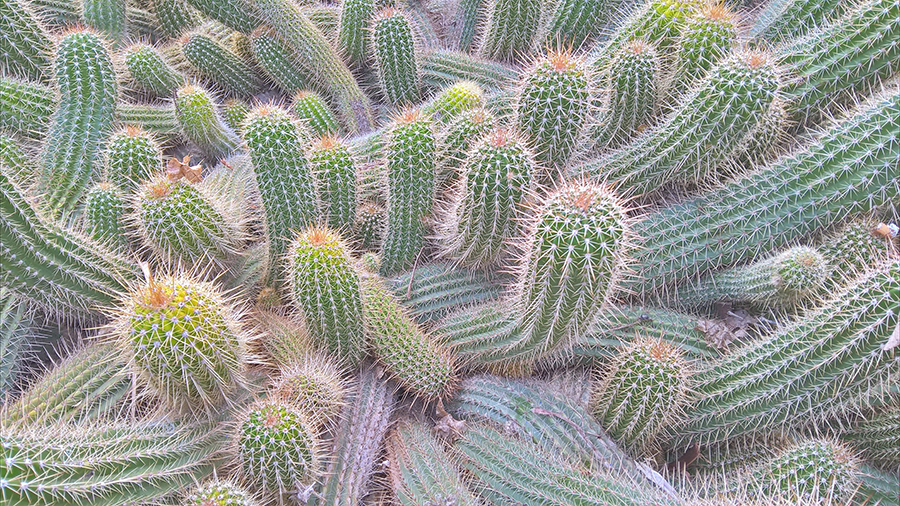 Lumia-640-XL_cactus