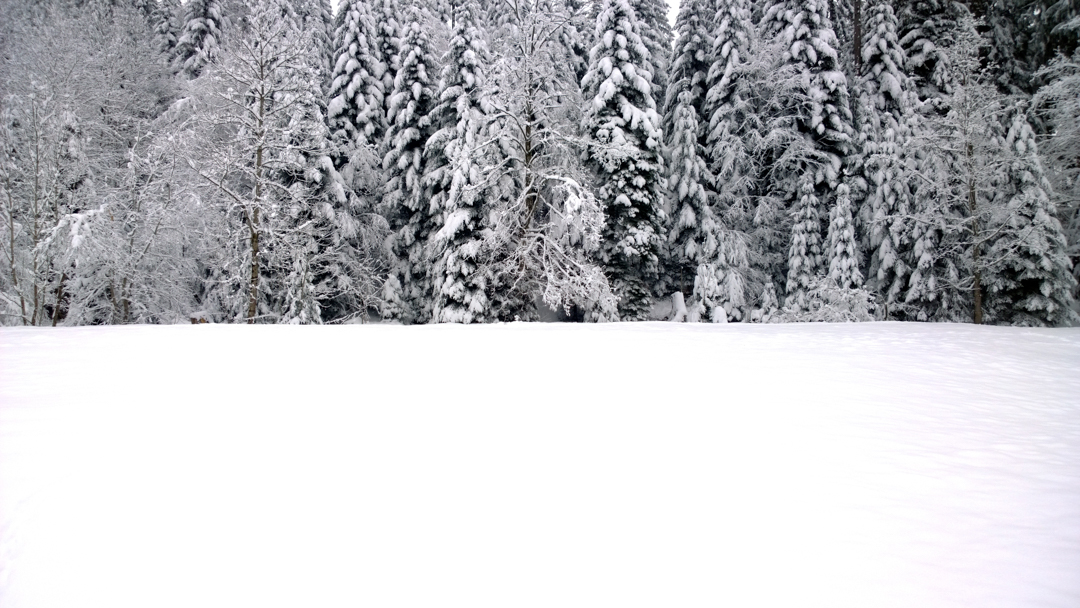 Denis Twerenbold's image of snow-covered trees.