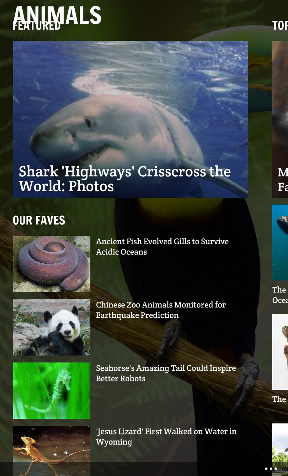 BODY_SharkWeek_DiscoveryNews