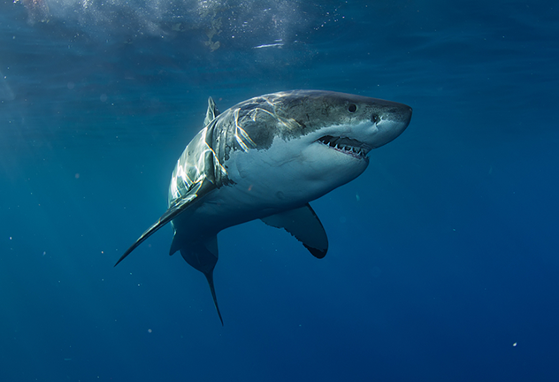 FEAT_SharkWeek