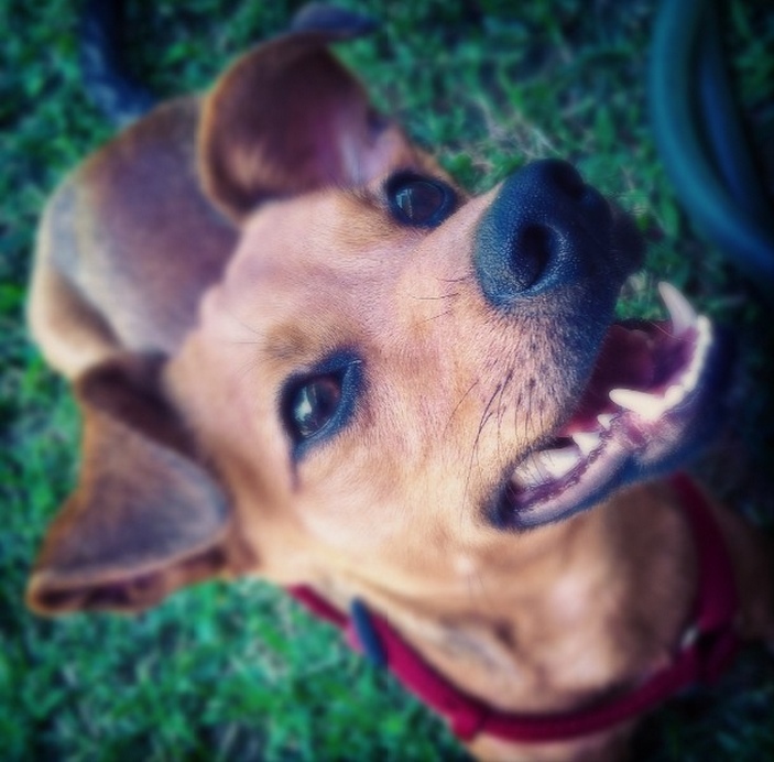 dog