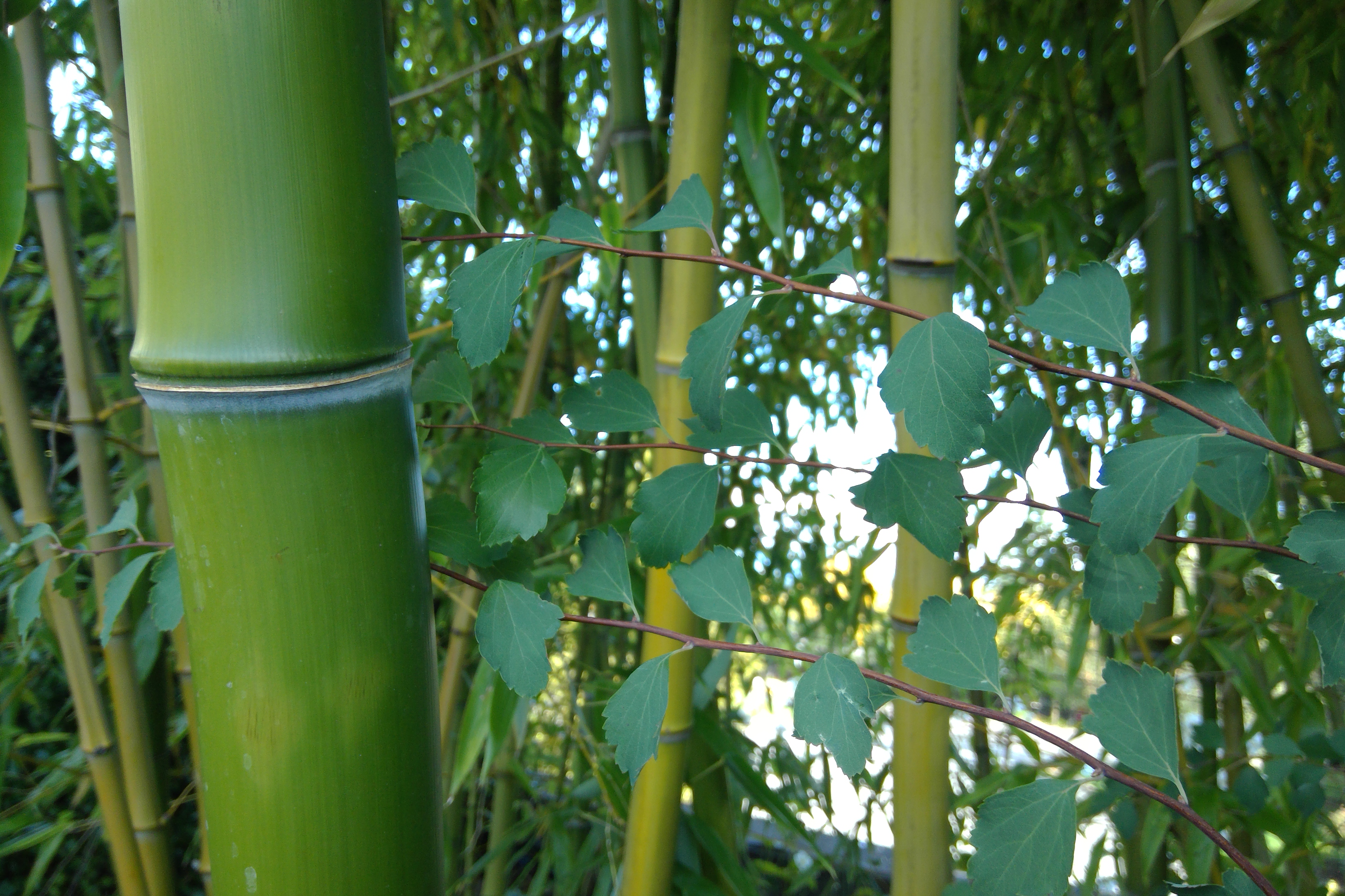 Green bamboo