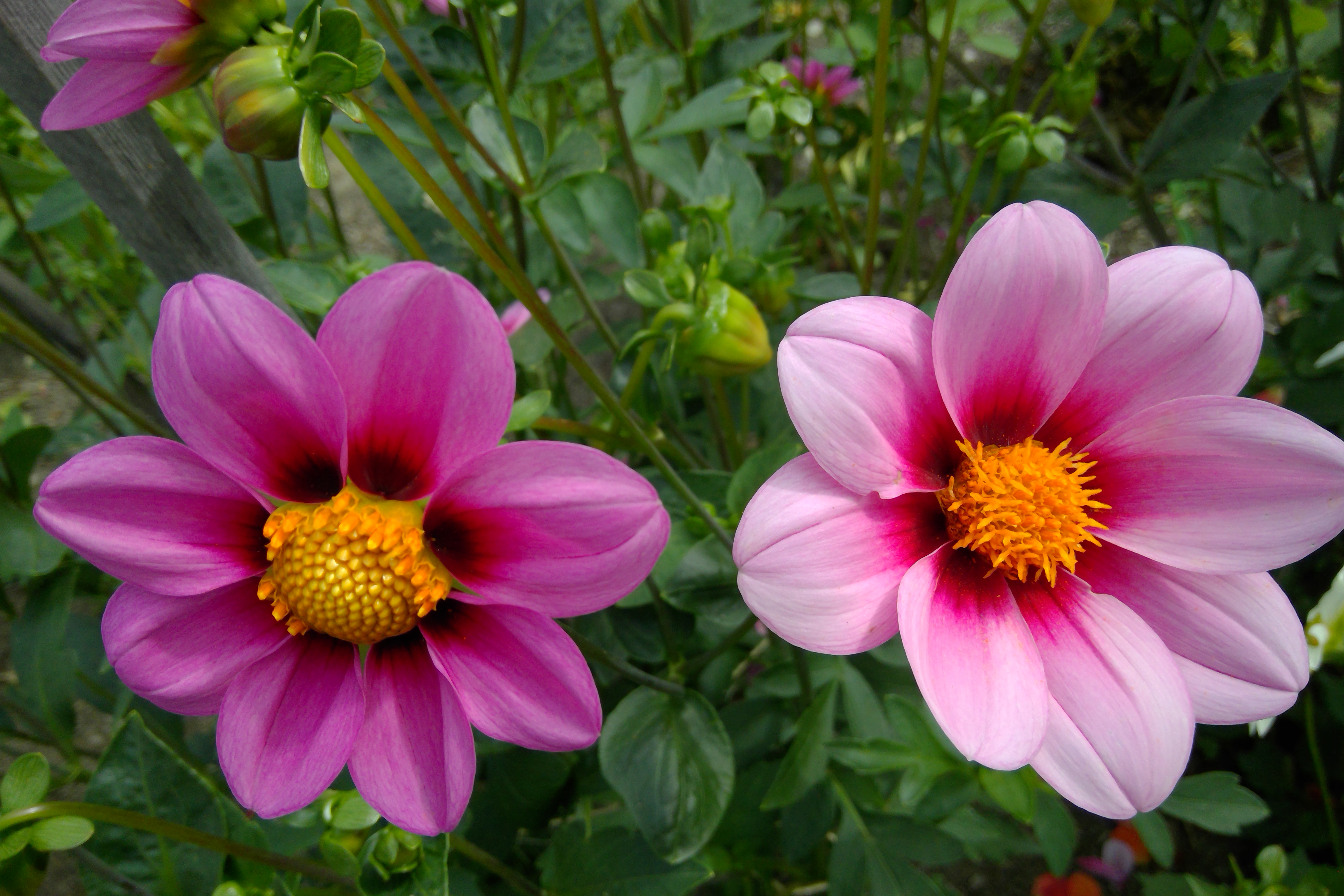 Pink flowers in garden