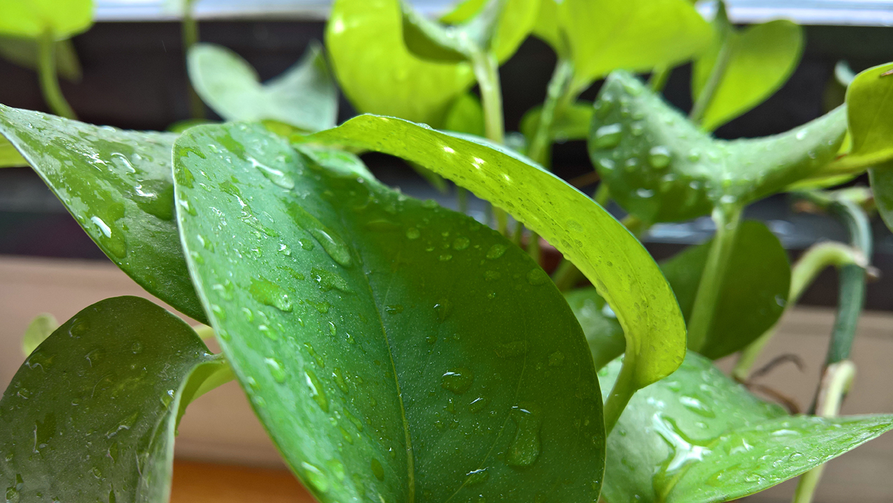 Macroshot of a plant.