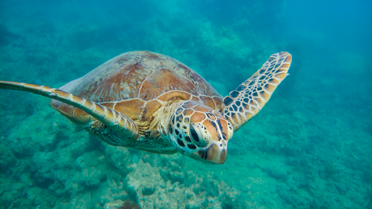 Great-Barrier-Reef_SeaTurtle