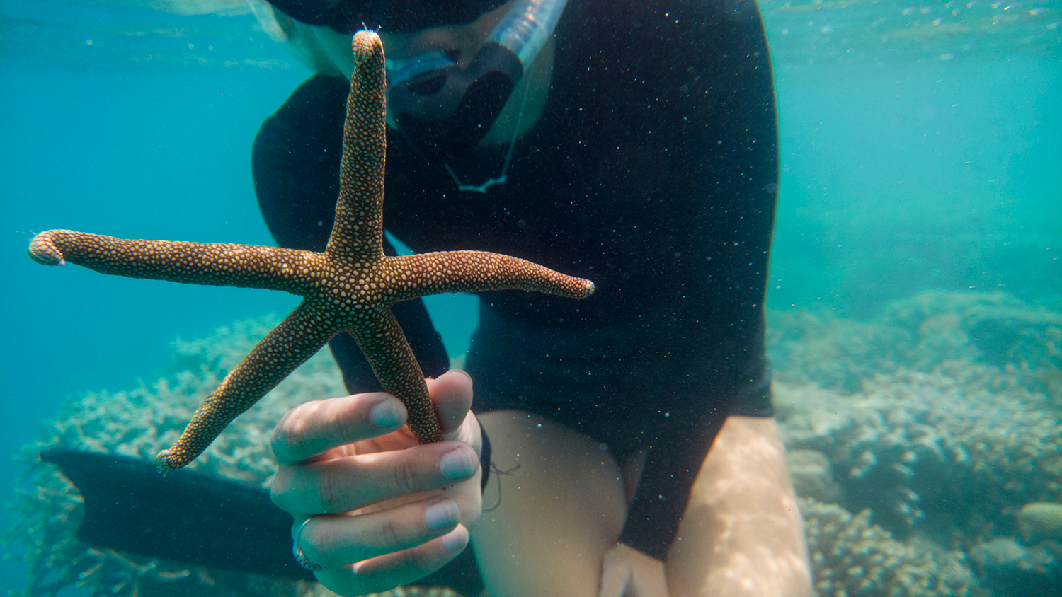 Great-Barrier-Reef_Starfish