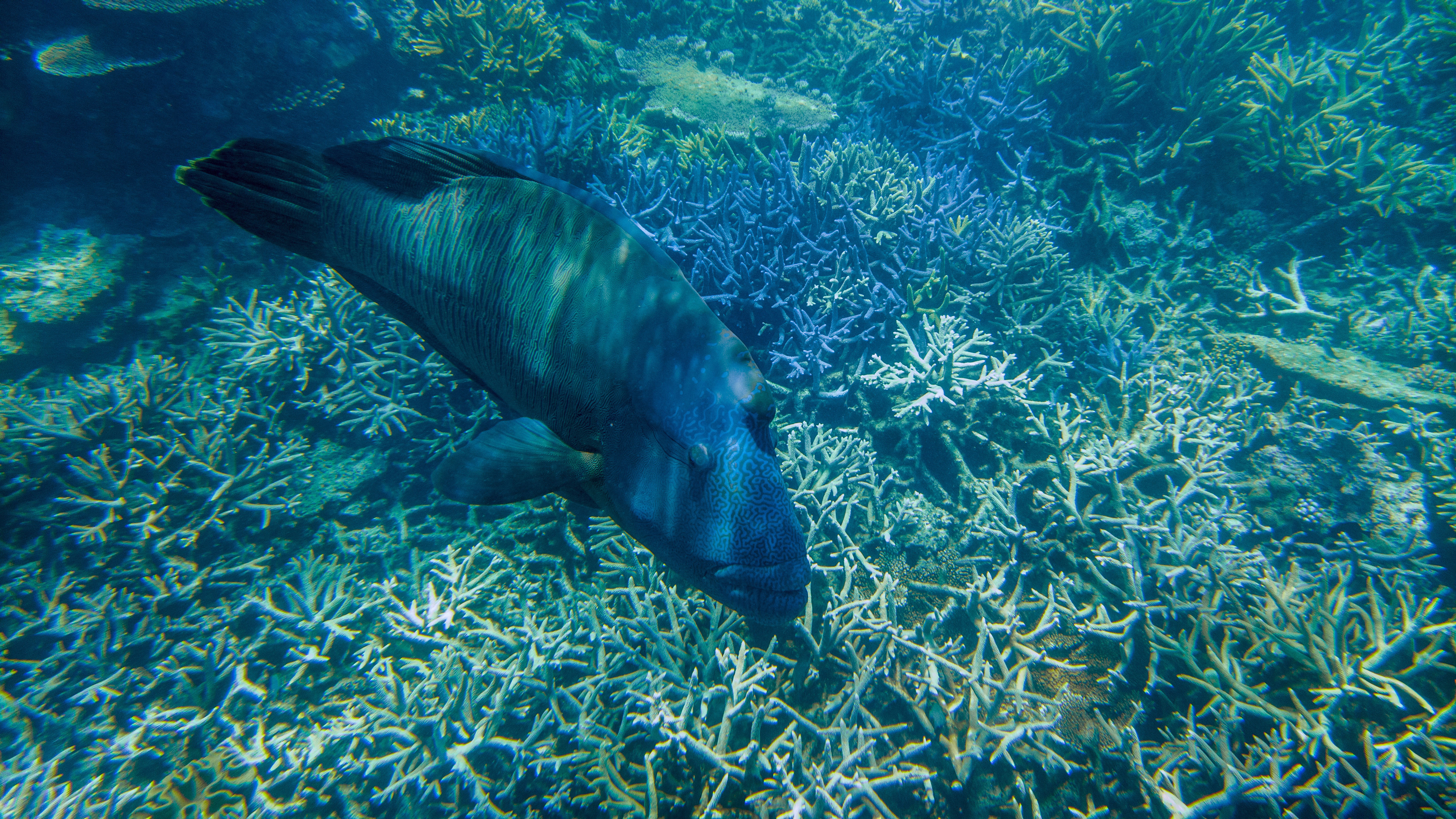 A humphead maori wrasse shot with Lumia 950 XL.