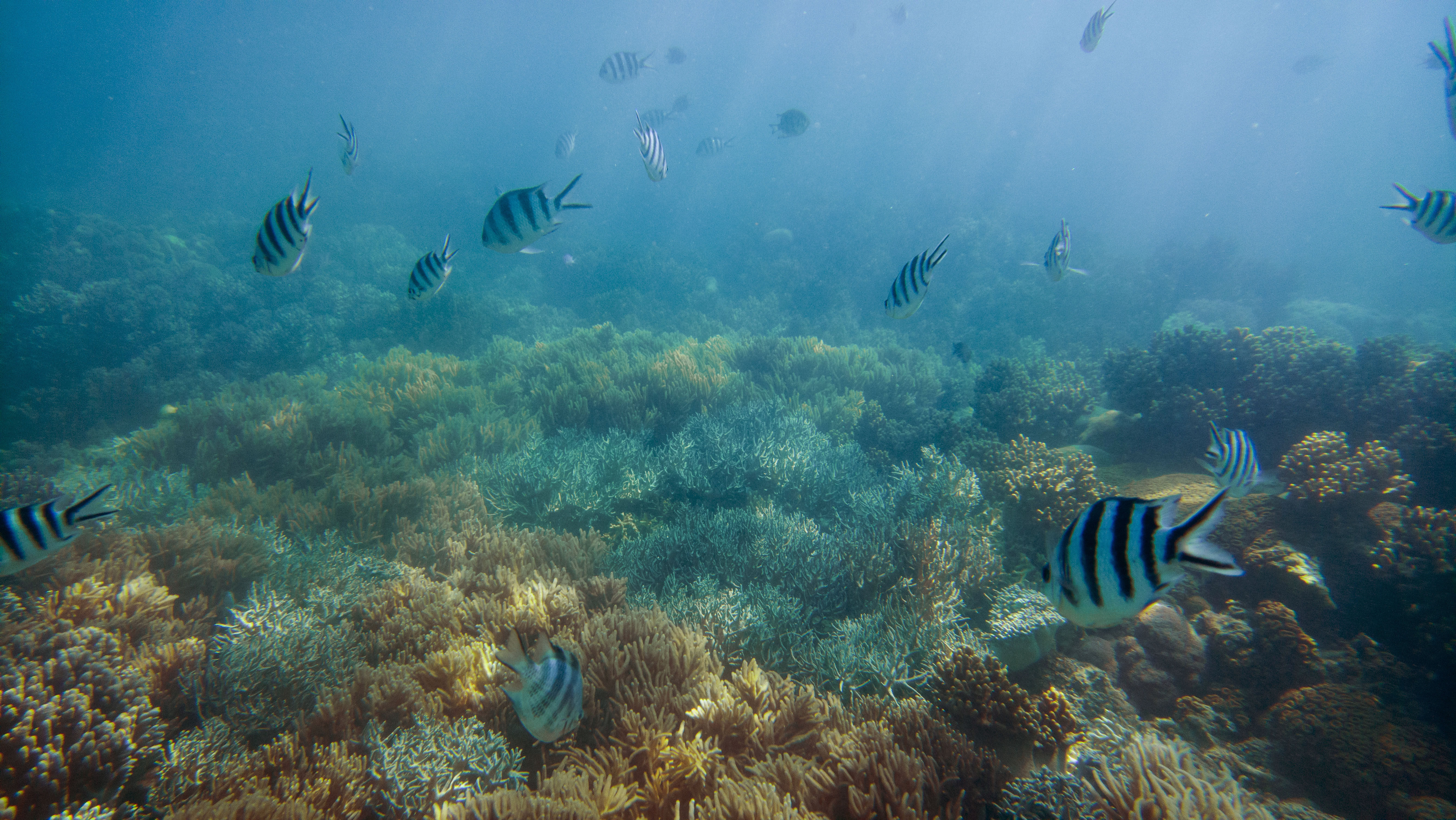 Fish and coral in Great Barrier Reef shot with Lumia 950.