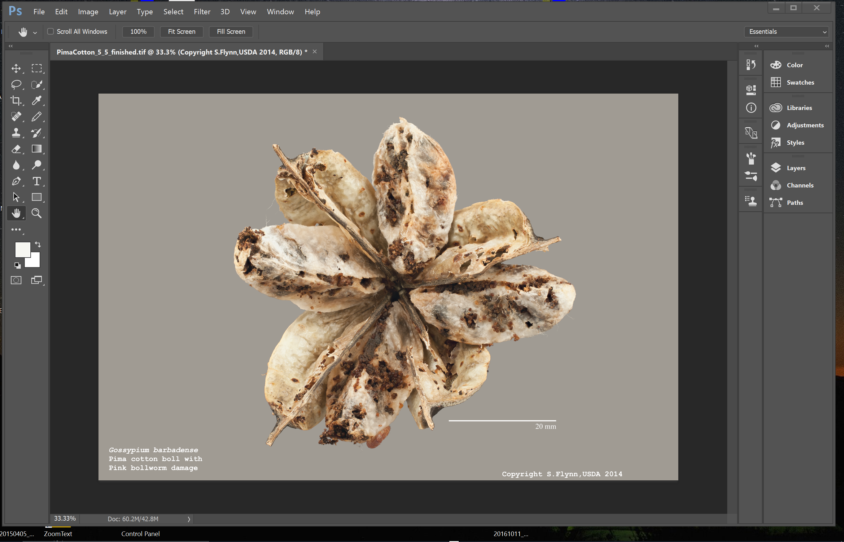 Gossypium barbadense Pima cotton boll. Showing extensive damage done by the Pink boll worm Pectinophora gossypiella. Here I am cleaning up my photo, adjusting the light exposure and adding text with a measure bar.  This photo will be used by the USDA at an Entomology conference. 